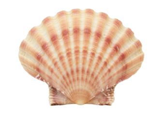 Isolated scallop shell with light tan and pale red stripes on a simple background