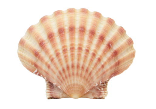 Isolated scallop shell with light tan and pale red stripes on a simple background