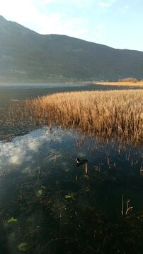 Plav Lake at sunset: landscape with golden grass, small boat, reflection of clouds on calm water surface, mountains and houses. Concepts of autumn serenity, evening stillness, and peaceful landscape.