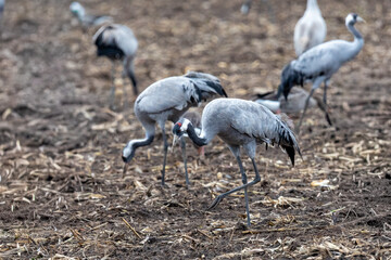Obraz premium Kraniche auf abgeernteten Maisfeld bei Hermannshof.