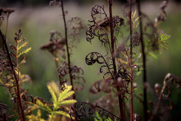 Tansy. Dried twisted brown leaves of common tansy (Tanacetum vulgare). Dried tansy leaves. Common tansy in a meadow in the wild. Close-up