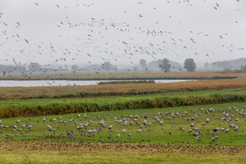 Kraniche und Gänse am Kranorama in Günz.