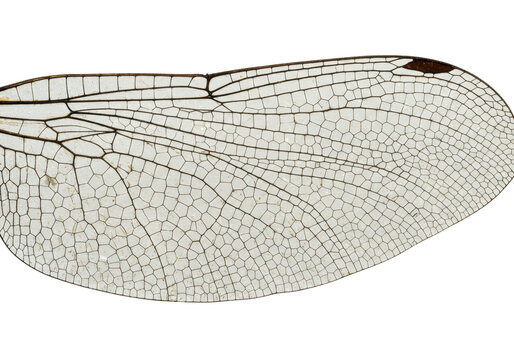 Isolated Dragonfly Wing Close-up Showing Intricate Vein Structure, Transparency, and Detail