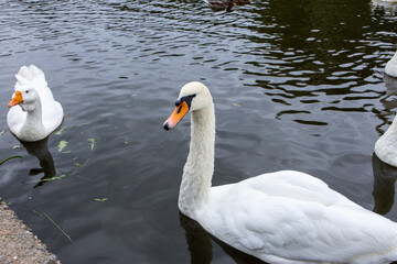 A mute swan, Cygnus olor, swimming on the pond in the middle of the park