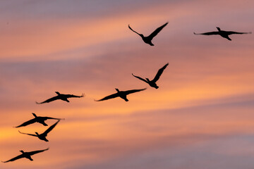 Fliegende Kormorane im Morgenrot.
