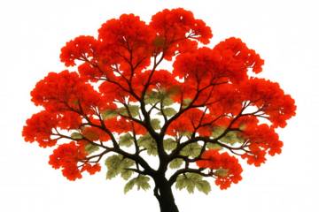 Flamboyant tree bursting with vibrant red blossoms and lush green foliage, isolated on a transparent background