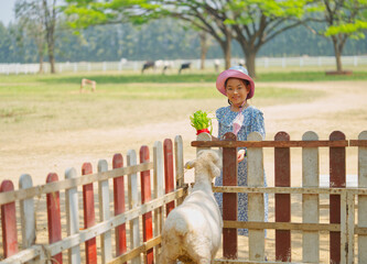 A young girl in a floral dress and pink hat smiles at a goat behind a wooden fence on a sunny farm, with trees and grazing horses in the background