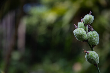 Delicate green Canna Lily seed pods cluster on a stem, showcasing intricate textures against a soft bokeh background, perfect for nature and botanical projects.