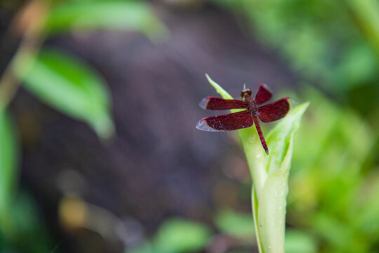 Stunning macro shot of a vibrant red dragonfly perched elegantly on a dew-kissed green leaf, showcasing intricate wing details and natural beauty.