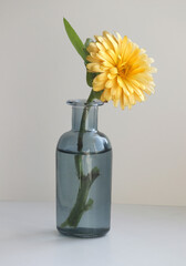 Minimalist still life with a calendula flower, also known as marigold in the small stained glass vase.