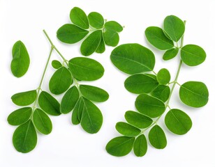 Obraz premium Fresh moringa leaves isolated on a white background, highlighting their vibrant green color and natural texture.