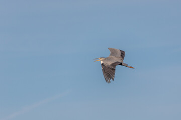 Fliegender und schreiender Graureiher.