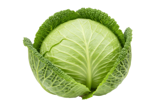 Isolated Savoy cabbage, vegetable with crinkled green leaves in outer shell, food photography
