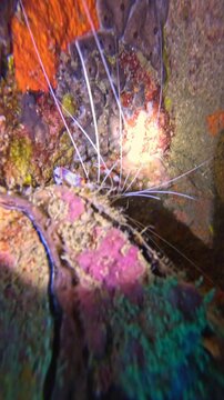 A Banded Coral Shrimp (Stenopus hispidus) hides in a reef crevice during a night dive. Its long white antennae are illuminated by a diver's flashlight, showcasing nocturnal marine life.