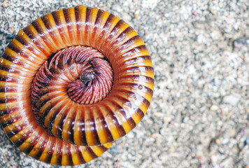 Millipede invertebrates Diplopoda close-up Arthropoda , luing, luwing, or keluwing (Trigoniulus...