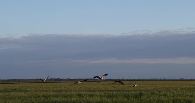Graceful storks rise into the golden sky above a quiet field at sunset. Warm light, wide wings, and peaceful rural scenery create a poetic natural moment.