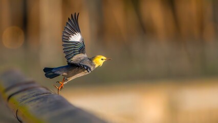 great tit parus major © Bai
