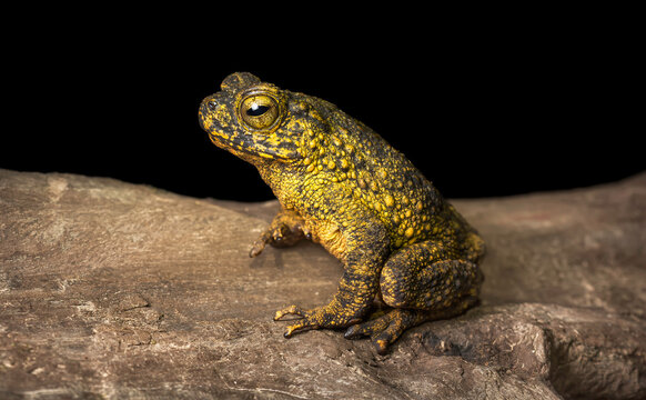 Giant River Toad (Bufo asper) sitting on a tree root at night, Khao Sok National Park, Surat Thani Province, Thailand