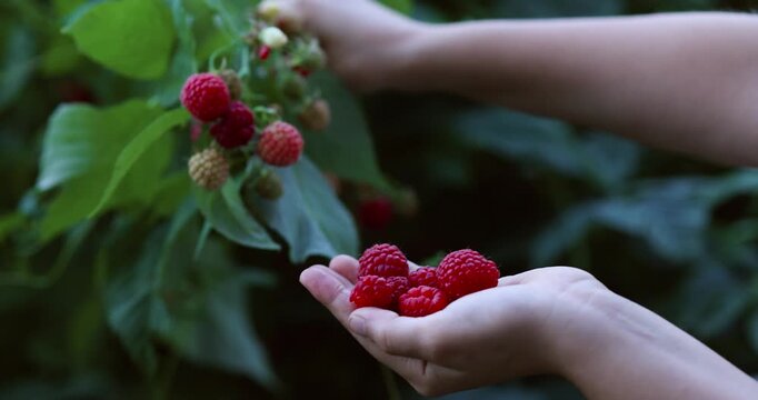 Small hands gently pick ripe raspberries from a bush on a sunny day. A sweet and natural moment capturing childhood, summer, and the joy of harvest.