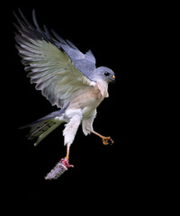 Fototapeta premium white dove isolated on black