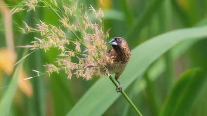 bee on the grass © Bai