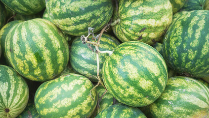 Freshly harvested organic watermelons, selective focus.