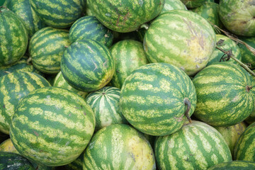 Freshly harvested organic watermelons, selective focus.
