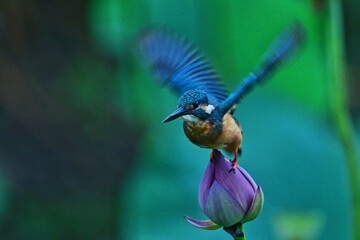 bee on blue flower © Bai