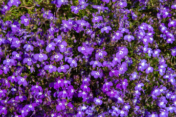 Obraz premium Violet flower carpet. Beautiful colorful lobelia small flowers on flower bed in summer garden. Bright flower for background, post, screensaver, wallpaper, postcard, banner, cover, website