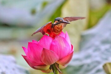 bee on pink flower © Bai