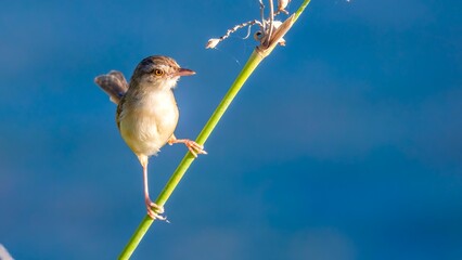 flying birds in the wildlife © Bai