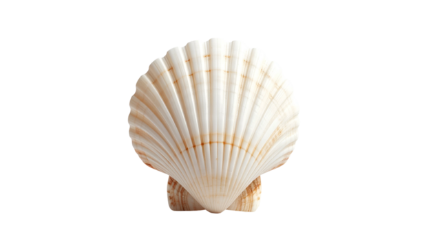 Close-up of a beautiful, white scallop shell on a black background