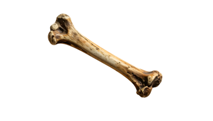 Isolated bone, detailed view, pale color, anatomy, skeletal structure