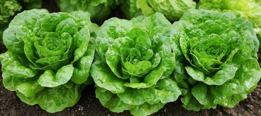 Vibrant Green Butterhead Lettuce Growing in Fertile Soil, Ready for Harvest and Fresh Flavor