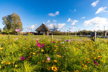 Bunte Wiesenblumen am Hafen von Zingst.