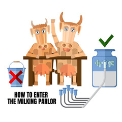 How to Enter the Milking Parlor – Funny Flat Vector Illustration of Cows in Milking Parlor with Milking Equipment