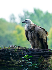vulture on the ground