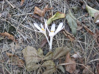 White crocus flowers blooming among dried leaves on the ground  
