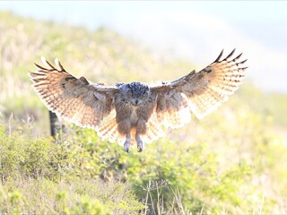 red tailed hawk in flight