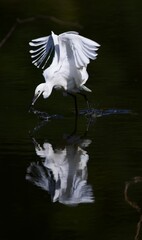 great white heron ardea alba