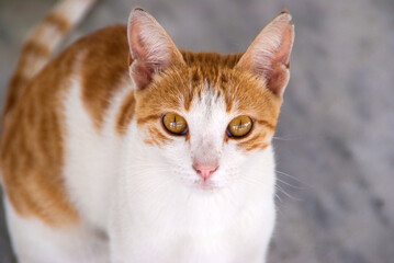 A stunning close-up of a curious ginger and white cat with intense golden eyes looking directly at the camera. A portrait of a domestic or stray cat.