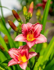 Fototapeta premium Two pink lilies in bloom, surrounded by green foliage and buds