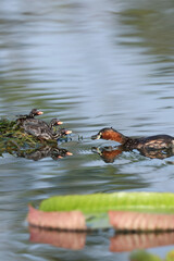 wild duck in the pond