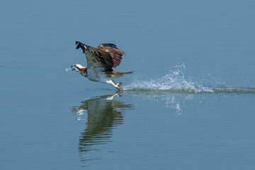 Naklejka premium great crested grebe
