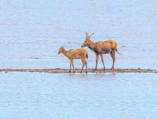 deer in the water