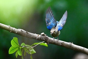 blue tit perched on a branch