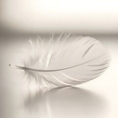 White Feather on Smooth Surface with Soft Focus