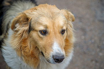 golden retriever portrait