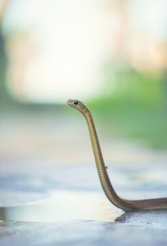 Close-up side view of a Juvenile Montpellier snake (Malpolon monspessulanus) on a footpath rearing up, Andalucia, Spain