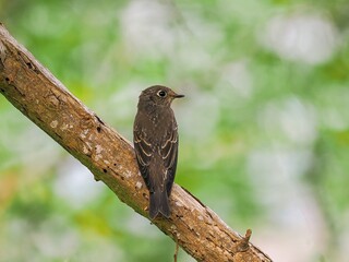 blackbird on a branch